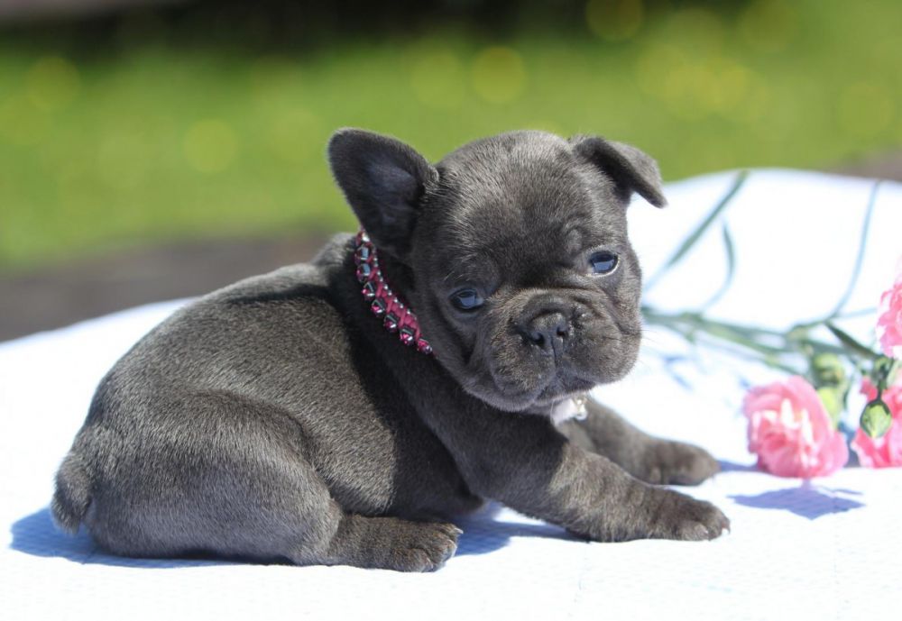 10 Anjing mini yang populer dipelihara dan bikin gemas, sumpah imut!