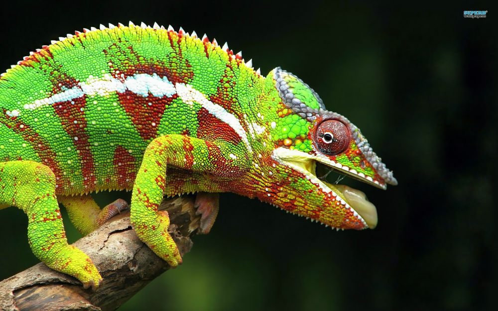 10 Jenis reptil cantik ini layak dipelihara, kamu suka yang mana?