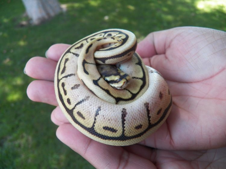 10 Jenis Reptil Cantik Ini Layak Dipelihara Kamu Suka Yang Mana