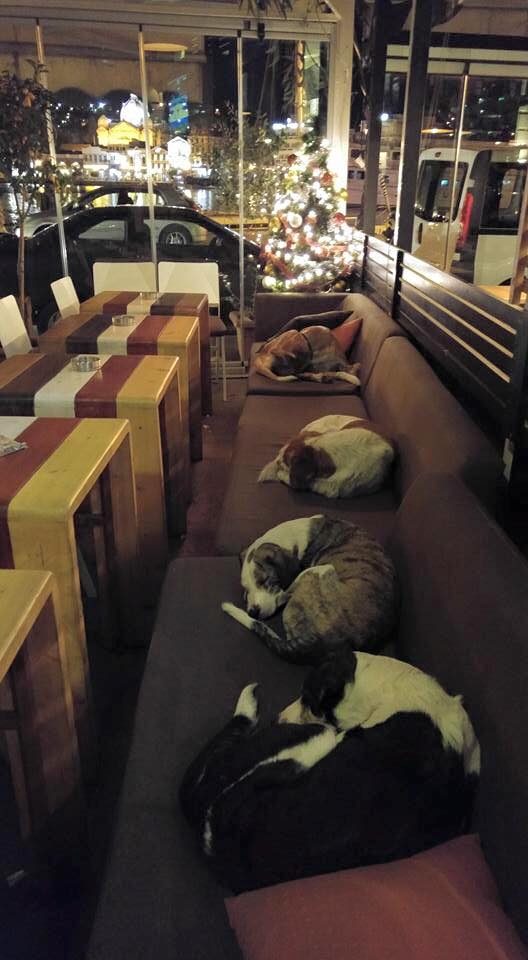Kafe ini 'buka' hingga dini hari agar anjing jalanan bisa tidur 