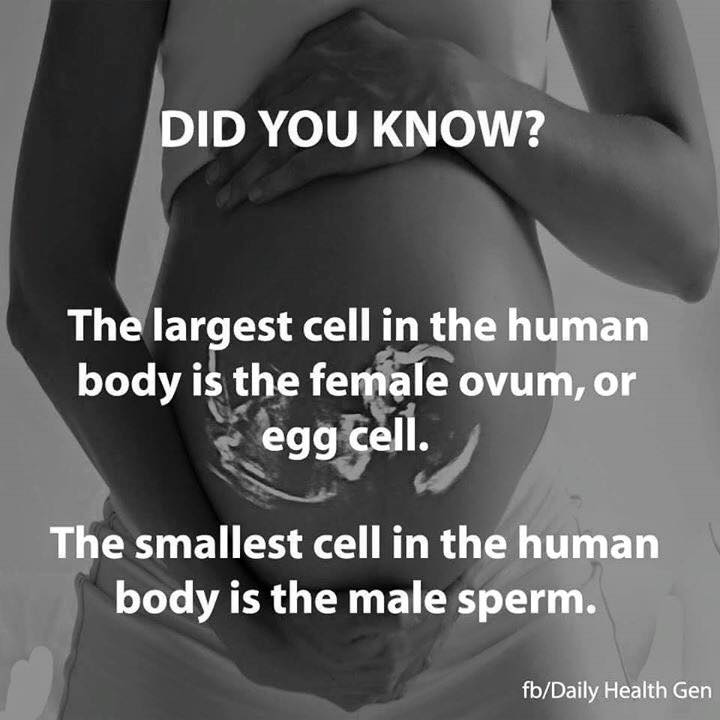 11 Fakta mencengangkan tentang kehamilan, diperhatikan ya 'bumil'...