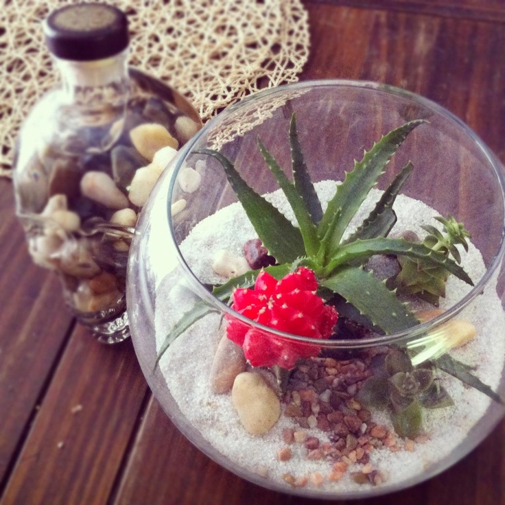 18 Kaktus imut di berbagai macam pot ini dijamin bikin kamu gemes, aw! 18 Kaktus imut di berbagai macam pot ini dijamin bikin kamu gemes, aw!