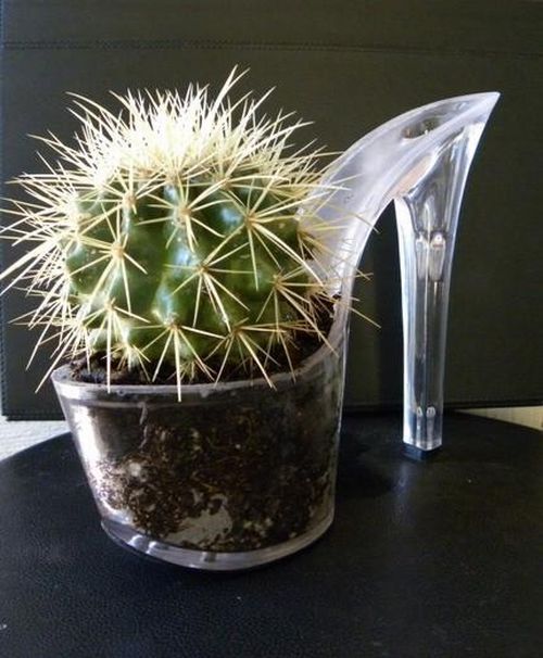 18 Kaktus imut di berbagai macam pot ini dijamin bikin kamu gemes, aw! 18 Kaktus imut di berbagai macam pot ini dijamin bikin kamu gemes, aw!