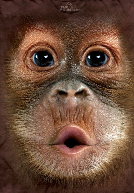 17 Foto ekspresi lucu bayi orangutan, bikin kamu jadi gemas sendiri