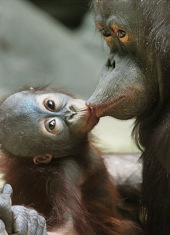 17 Foto ekspresi lucu bayi orangutan, bikin kamu jadi gemas sendiri
