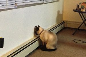 Hewan peliharaanmu benturkan kepala ke dinding? Maksudnya apa ya?