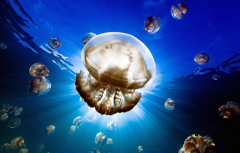  20 Foto terbaik National Geographic 2015, angle dan momennya 'mahal'