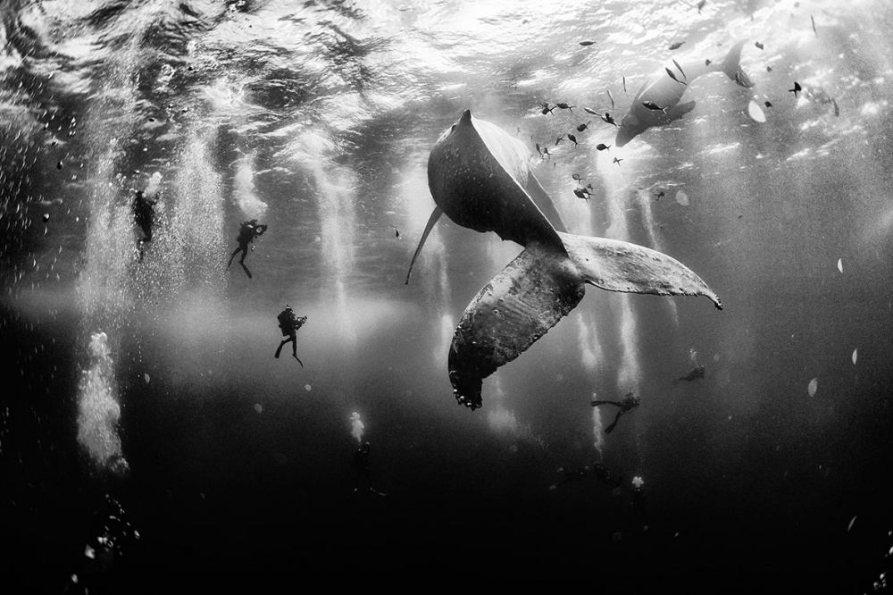  20 Foto terbaik National Geographic 2015, angle dan momennya 'mahal'
