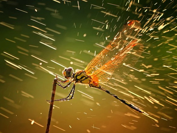  20 Foto terbaik National Geographic 2015, angle dan momennya 'mahal'