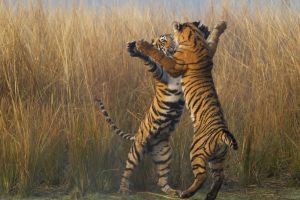  20 Foto terbaik National Geographic 2015, angle dan momennya 'mahal'