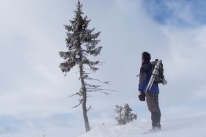 Pohon cemara tertua sejagat umurnya 9.500 tahun, ajaib!