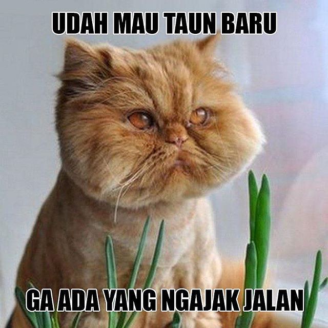 20 Meme tahun baru 2016 yang bikin kamu ketawa ngakak 20 Meme tahun baru 2016 yang bikin kamu ketawa ngakak