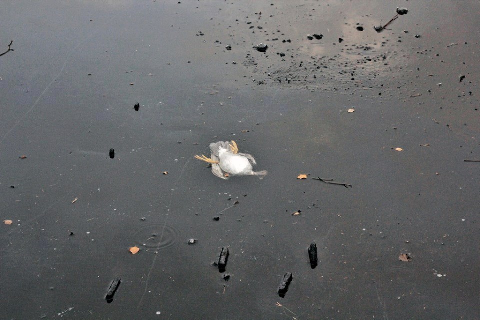 Pria ini menyelamatkan seekor itik dari danau yang beku, mengharukan! Pria ini menyelamatkan seekor itik dari danau yang beku, mengharukan!