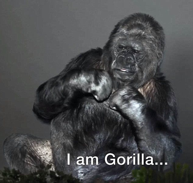 Gorila pun sebut manusia sekarang bodoh, kenapa?