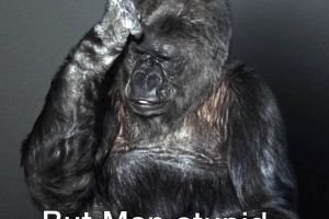 Gorila pun sebut manusia sekarang bodoh, kenapa?