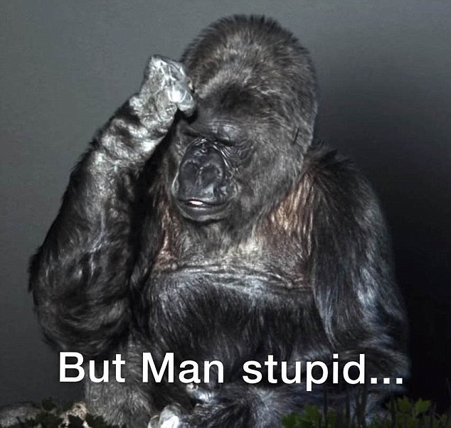 Gorila pun sebut manusia sekarang bodoh, kenapa?