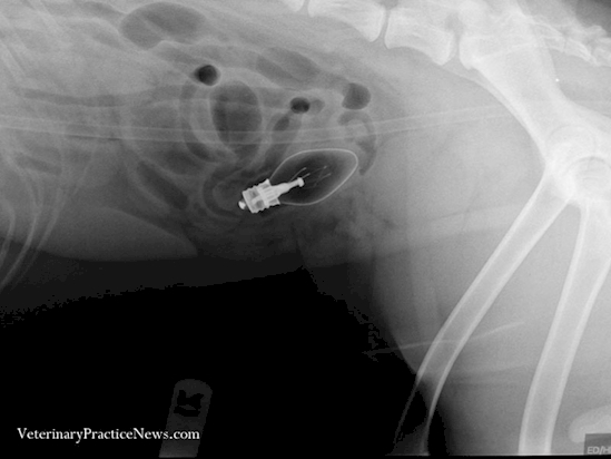 10 Sebab kematian orang yang tak masuk akal, ngeri!