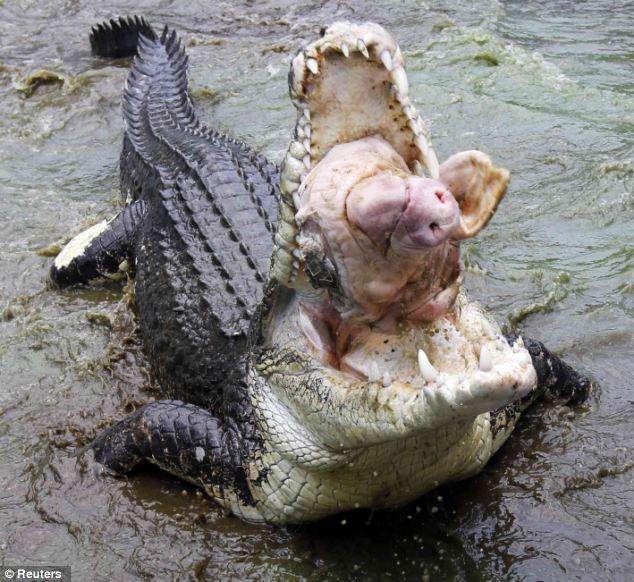 Banyak buaya mengamuk di Sampit, masyarakat diminta waspada!