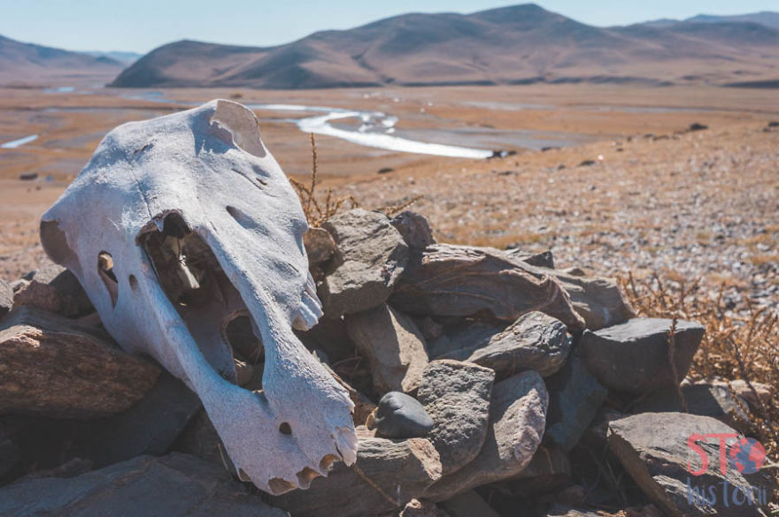 15 Foto menakjubkan kehidupan nomaden bangsa Mongolia, luar biasa!