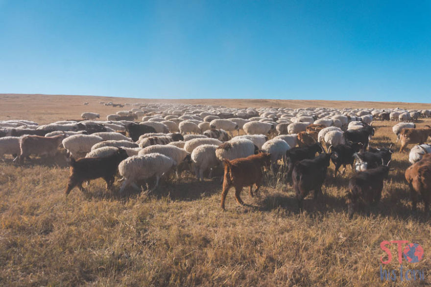15 Foto menakjubkan kehidupan nomaden bangsa Mongolia, luar biasa!