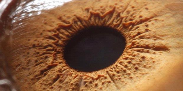 15 Fakta terbaru tentang mata manusia, aneh tapi memang begitu adanya