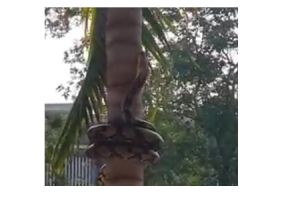 Ular ini dalam hitungan detik masuk pekarangan & panjat pohon, serem!