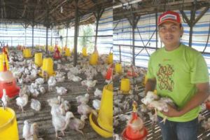 Pernah rugi puluhan juta, kini omzet peternakan Koko capai Rp 70 juta 
