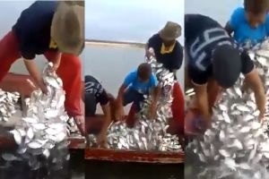 Ampuh! Sekali menjaring, pria ini bisa dapet ikan segunung!