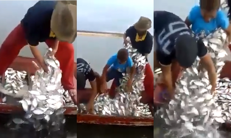 Ampuh! Sekali menjaring, pria ini bisa dapet ikan segunung!