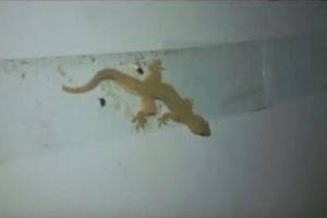 VIDEO: Cara gampang dan murah usir cicak di rumah kamu, dijamin ampuh!