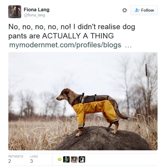 Netizen berdebat soal cara benar anjing memakai celana, duh!