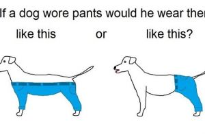 Netizen berdebat soal cara benar anjing memakai celana, duh!