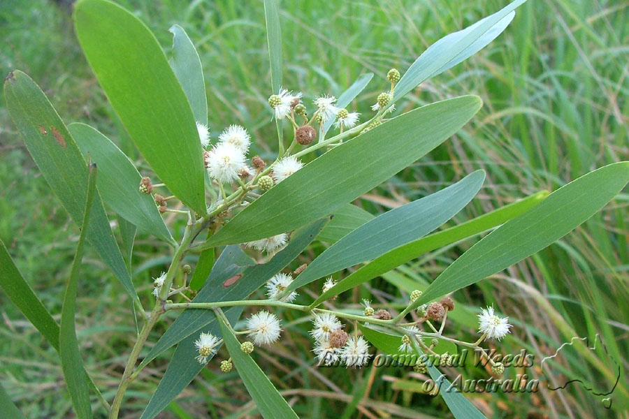 Mata kamu bintitan? Ini cara ampuh dan sederhana mengobatinya Mata kamu bintitan? Ini cara ampuh dan sederhana mengobatinya