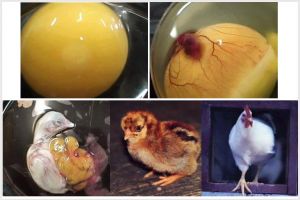 22 Foto proses hidup ayam dari telur hingga mati ini mengharukan