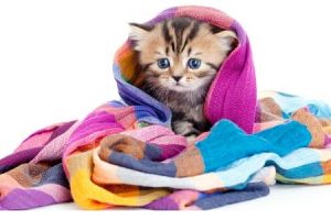 Awas, 7 penyakit ini sering serang kucingmu saat musim hujan, nah lho!