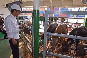 Komunikasi sel ternyata mampu tingkatkan produksi ternak, kok bisa?