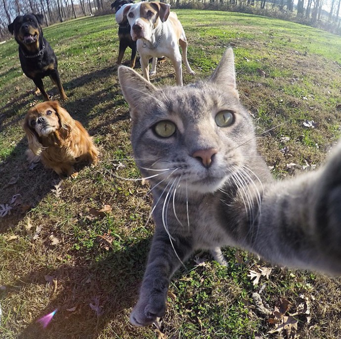 Kenalkan, Manny, kucing gaul yang jago selfie bareng teman-temannya Kenalkan, Manny, kucing gaul yang jago selfie bareng teman-temannya