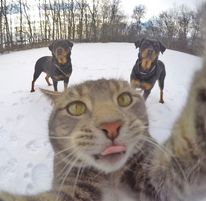 Kenalkan, Manny, kucing gaul yang jago selfie bareng teman-temannya