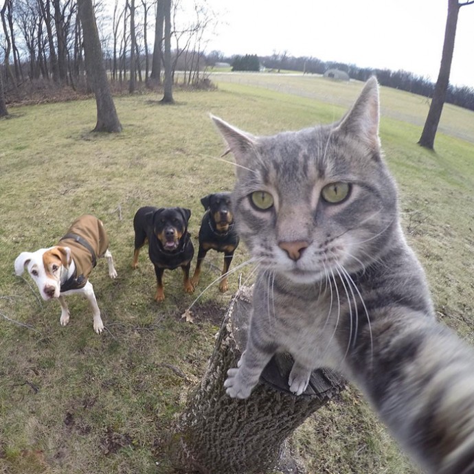 Kenalkan, Manny, kucing gaul yang jago selfie bareng teman-temannya