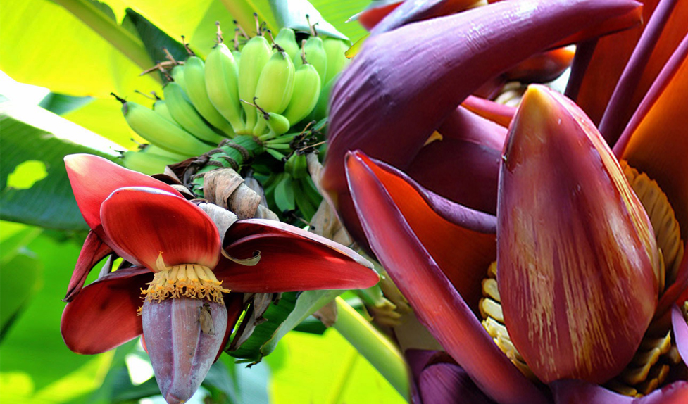 Tak disangka ini 15 manfaat  luar biasa dari jantung  pisang 