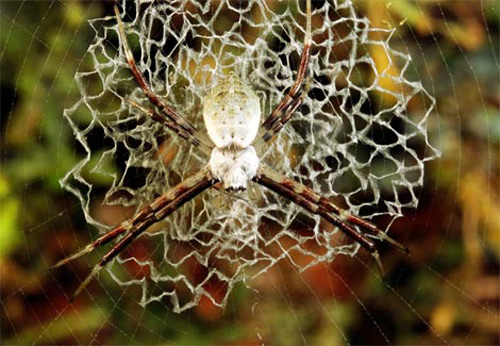 Jaring laba-laba bisa menjadi objek keren fotografi, ini buktinya!