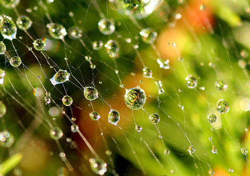 Jaring laba-laba bisa menjadi objek keren fotografi, ini buktinya!
