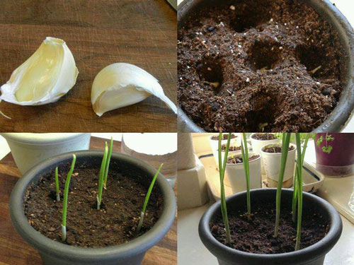 16 Trik mudah menanam buah dan sayuran di halaman rumah 16 Trik mudah menanam buah dan sayuran di halaman rumah