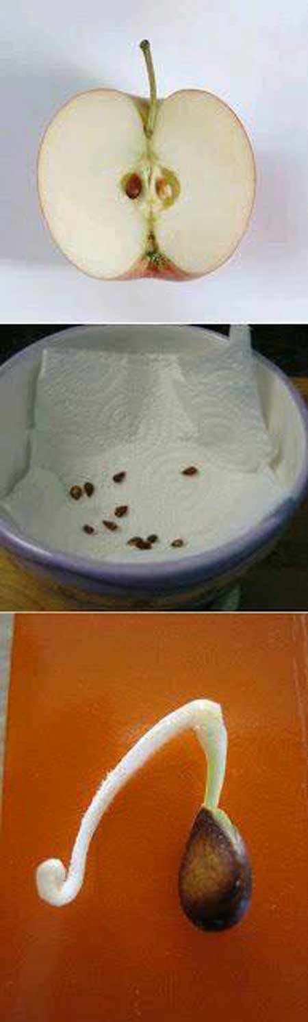 16 Trik mudah menanam buah dan sayuran di halaman rumah 16 Trik mudah menanam buah dan sayuran di halaman rumah