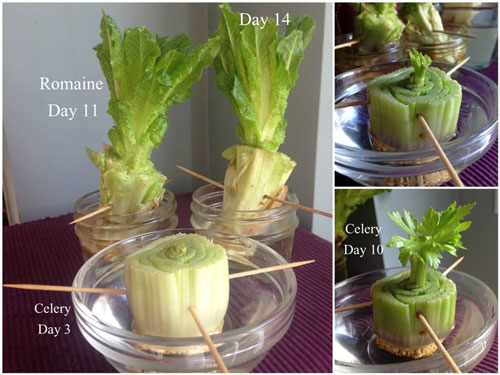 16 Trik mudah menanam buah dan sayuran di halaman rumah 16 Trik mudah menanam buah dan sayuran di halaman rumah