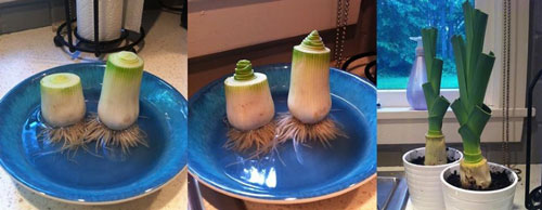 16 Trik mudah menanam buah dan sayuran di halaman rumah 16 Trik mudah menanam buah dan sayuran di halaman rumah