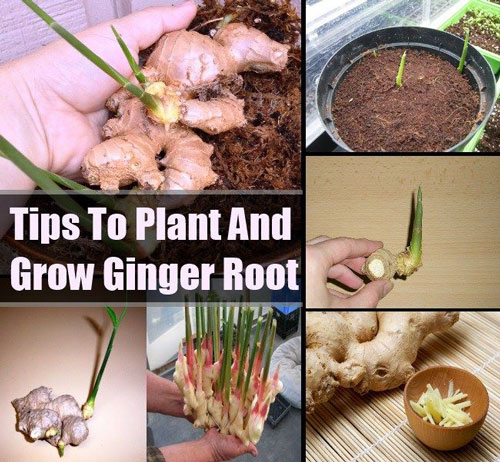 16 Trik mudah menanam buah dan sayuran di halaman rumah 16 Trik mudah menanam buah dan sayuran di halaman rumah