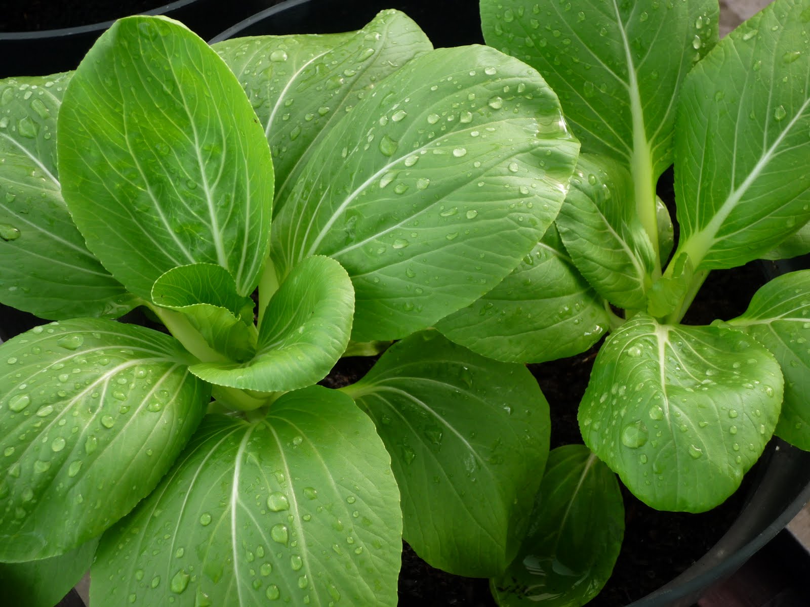 8 Sayuran ini ternyata lebih sehat kalau dibikin jus, buktikan saja! 8 Sayuran ini ternyata lebih sehat kalau dibikin jus, buktikan saja!