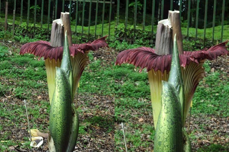 16 Tahun dirawat, dalam sekejap bunga langka ini dirusak tangan jahil