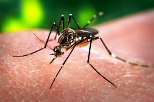 Semakin meluas, ini 7 fakta yang harus kamu tahu tentang virus zika! 